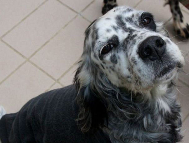 Macchia