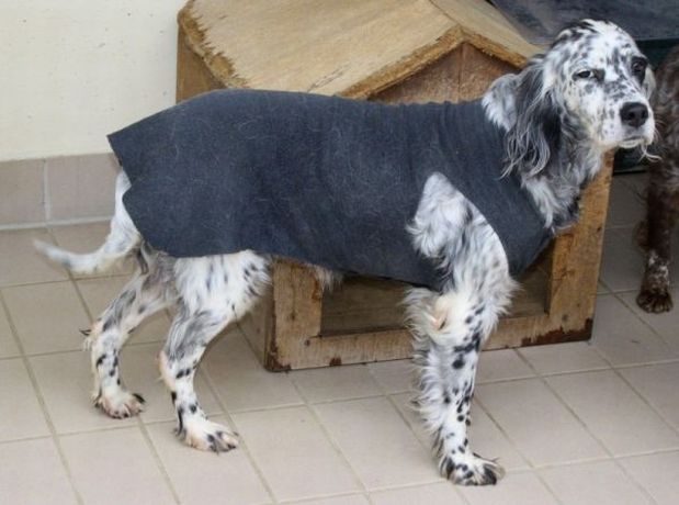 Macchia