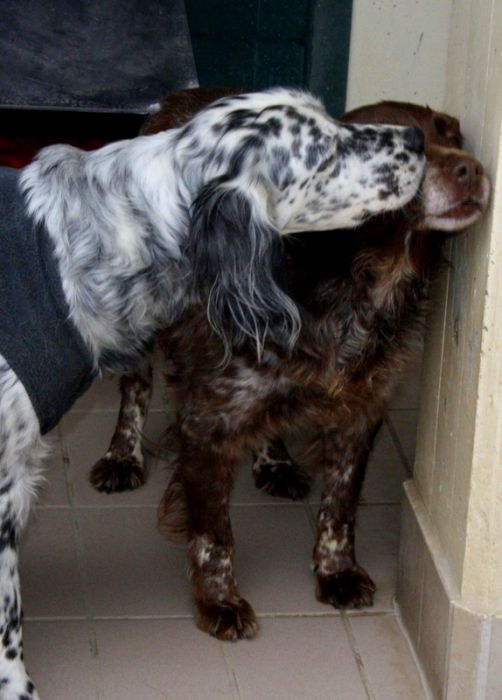 Macchia