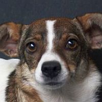Penelope
