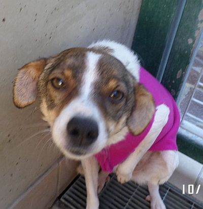 Penelope