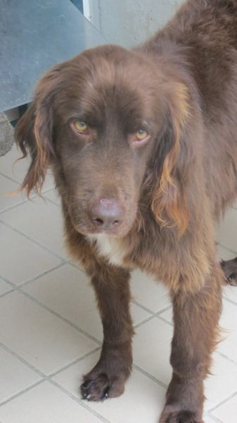 Giotto