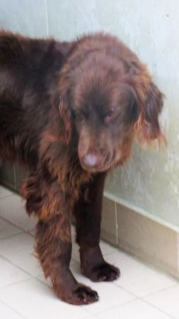 Giotto