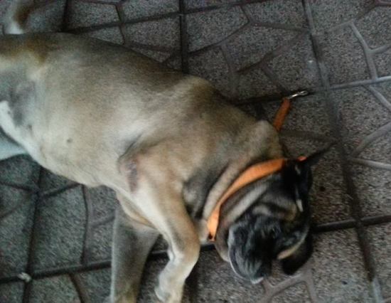 Quenda