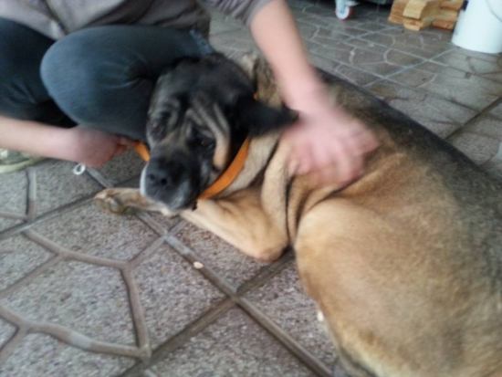 Quenda
