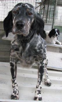 Sammy