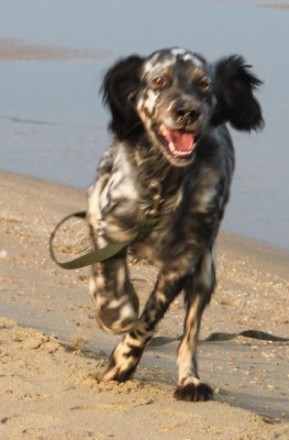Sammy