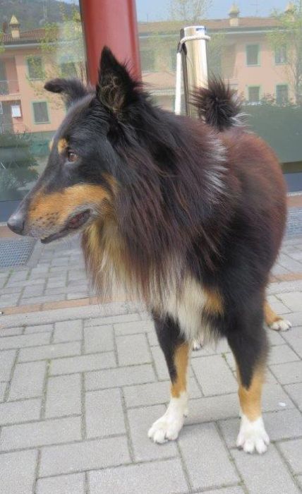Sir Duke