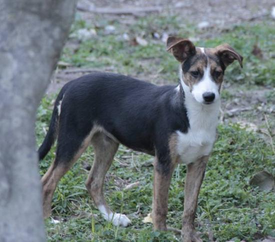 Jolie