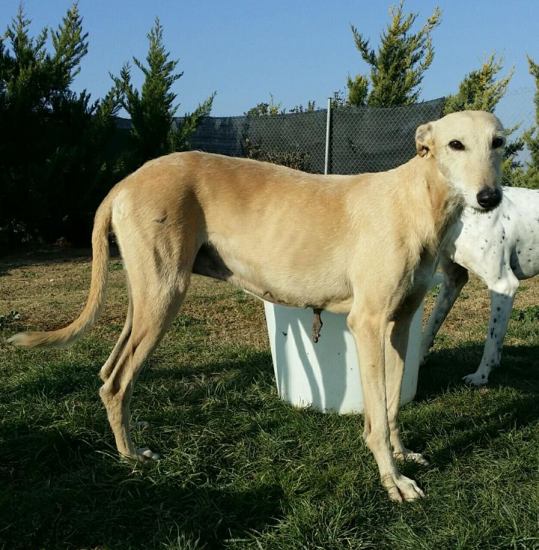 Carmena