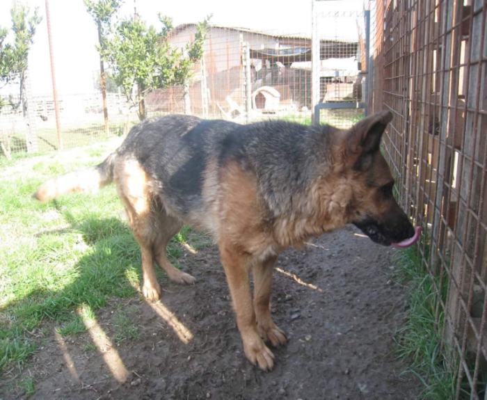 Ciro