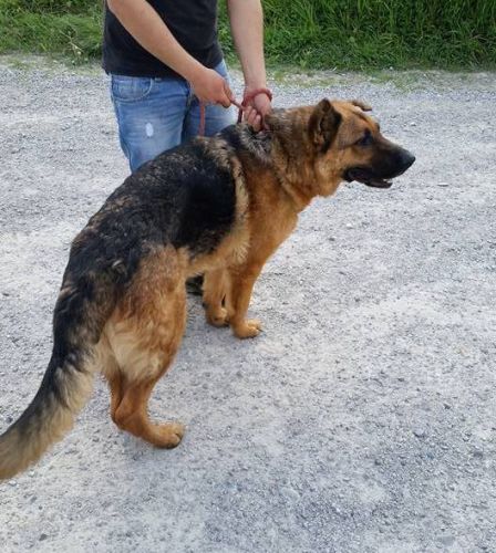 Ciro