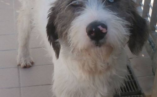 Kledy