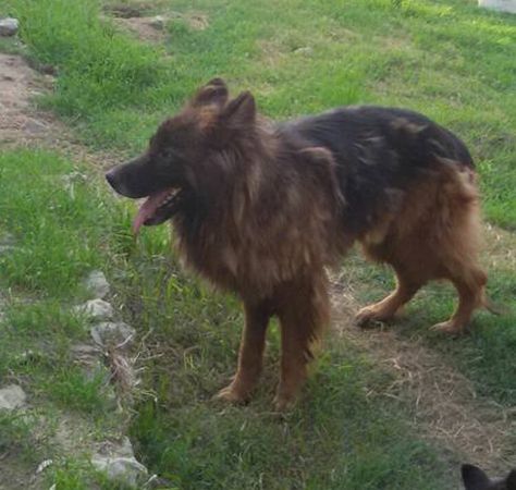 Leone