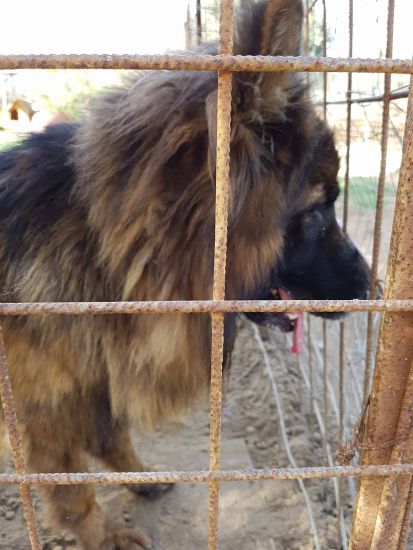 Leone