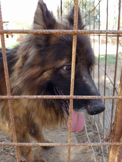 Leone