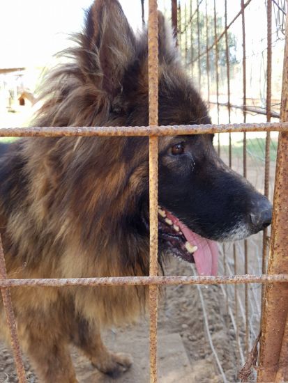 Leone