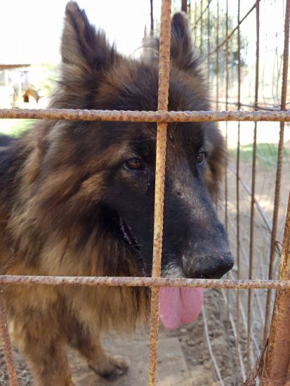 Leone