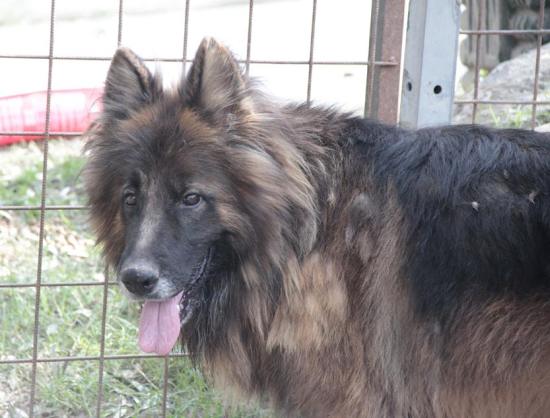 Leone