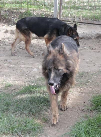 Leone