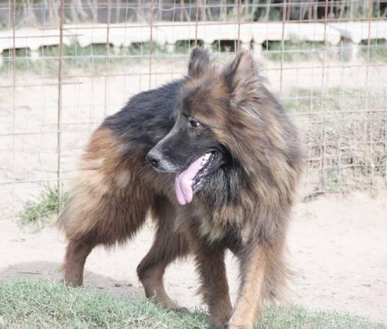 Leone