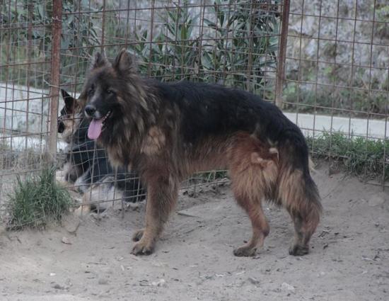 Leone