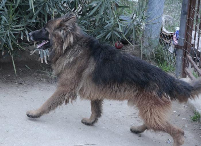Leone