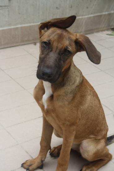 Leyla