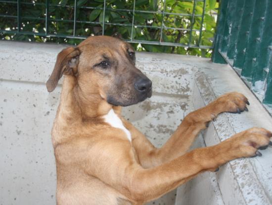 Leyla