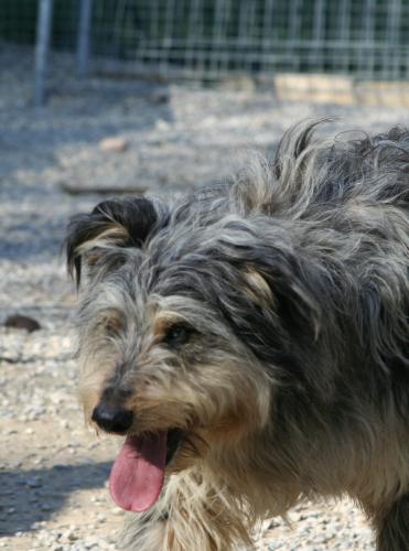 Lillo