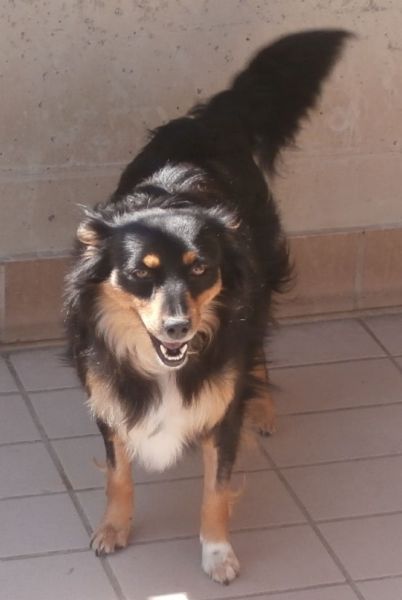 Melita