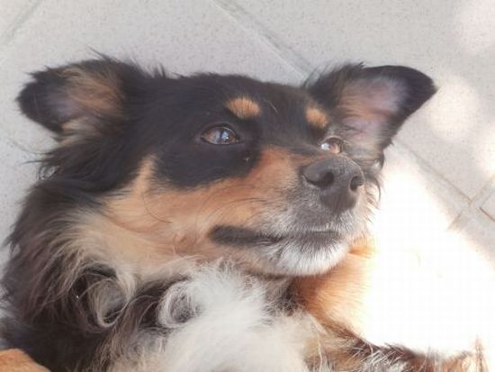 Melita