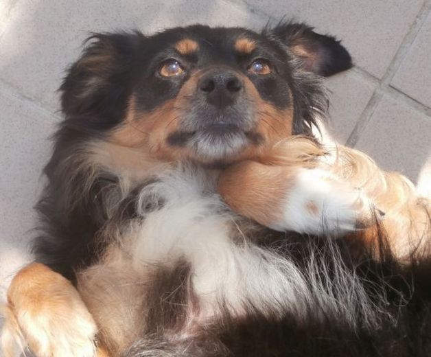 Melita