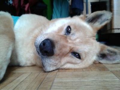 Roka
