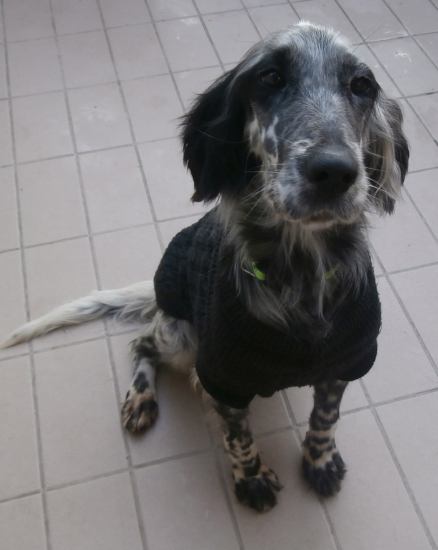 Rosita