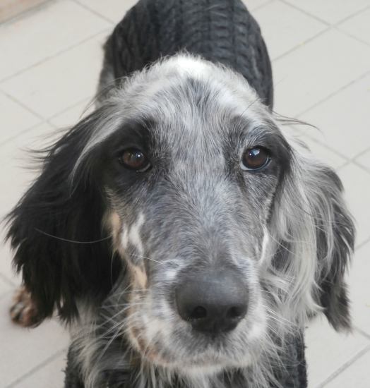 Rosita