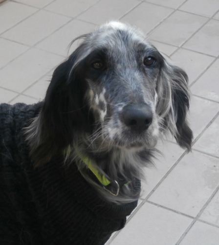 Rosita