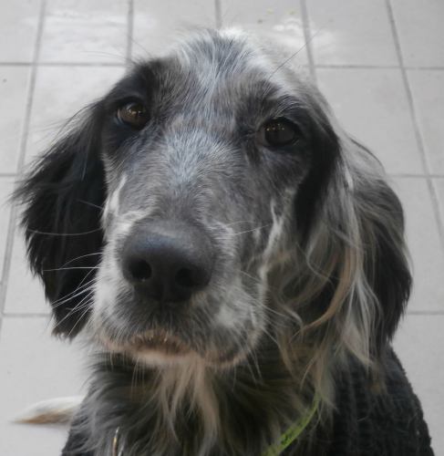 Rosita