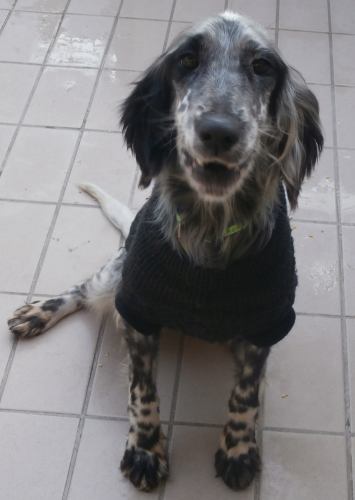 Rosita