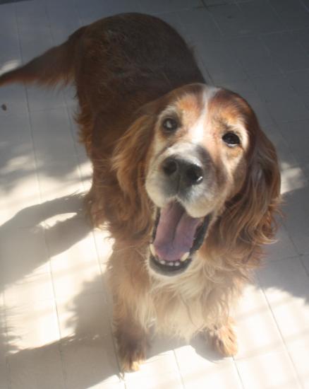 Bernard