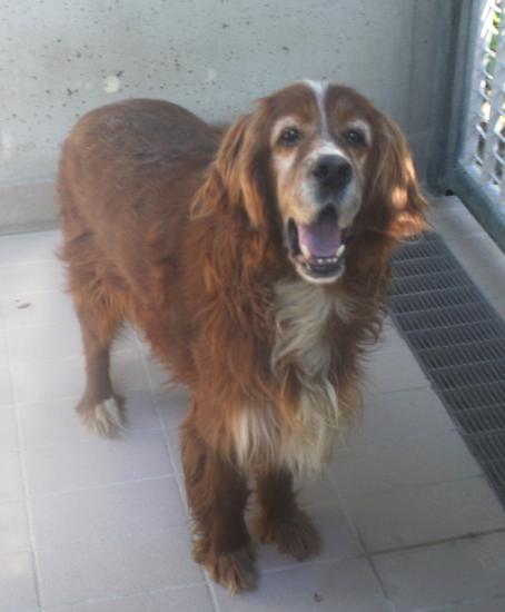 Bernard