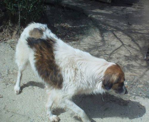Dalila