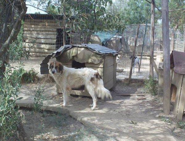 Dalila