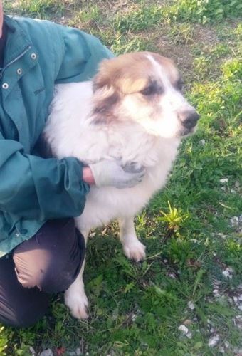 Dalila