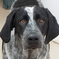 Ettore