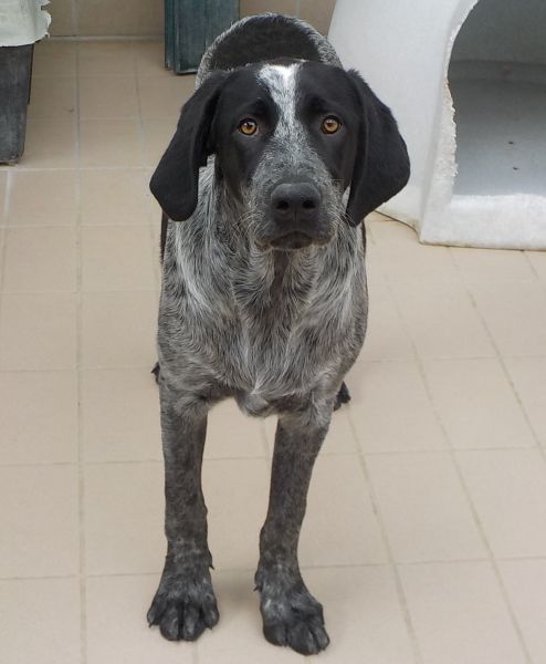 Ettore