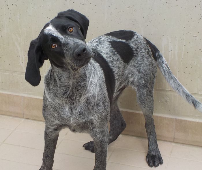 Ettore