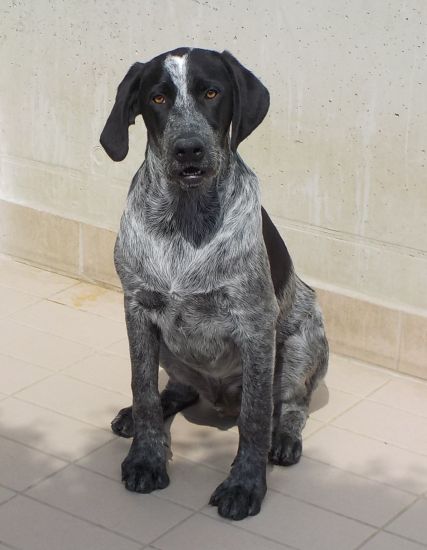 Ettore