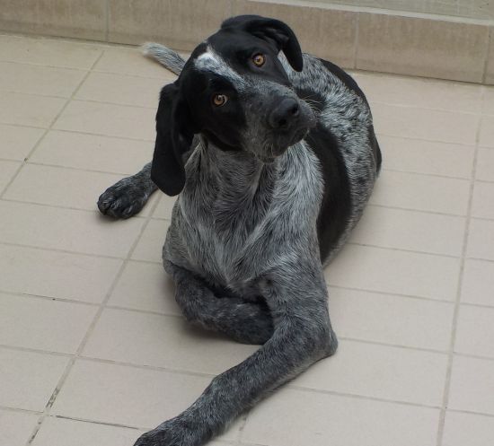 Ettore