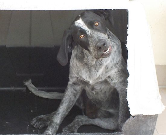 Ettore